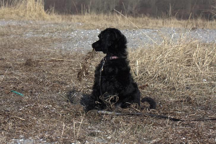 Storpuddel Kiwi - Marts 2010 billede 4