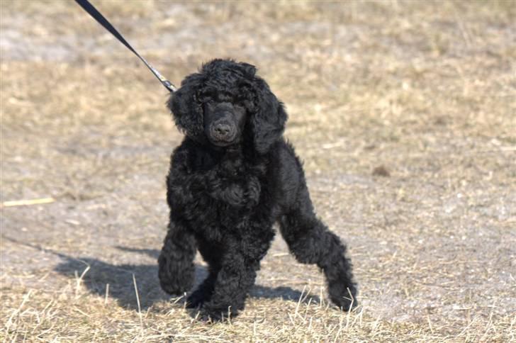 Storpuddel Kiwi - Marts 2010 billede 5