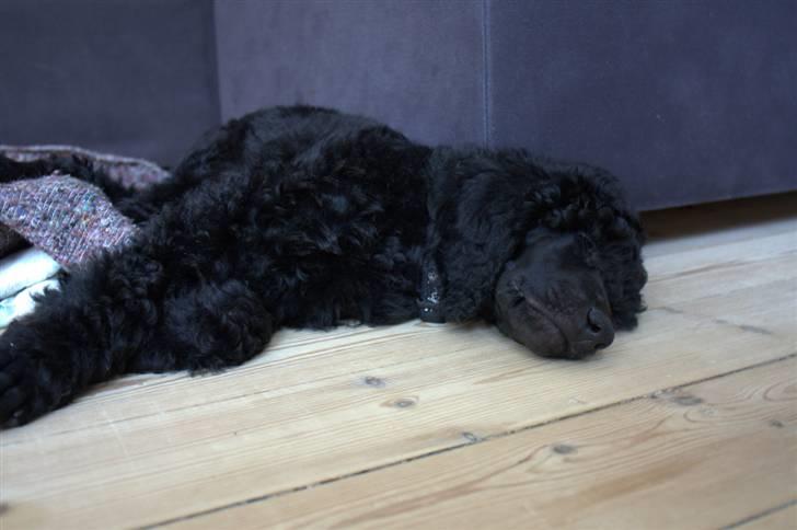 Storpuddel Kiwi - Første aften hjemme - marts 2010 billede 6