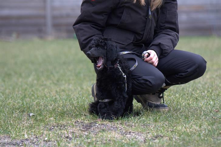 Storpuddel Kiwi - Første dag i haven - marts 2010 billede 8