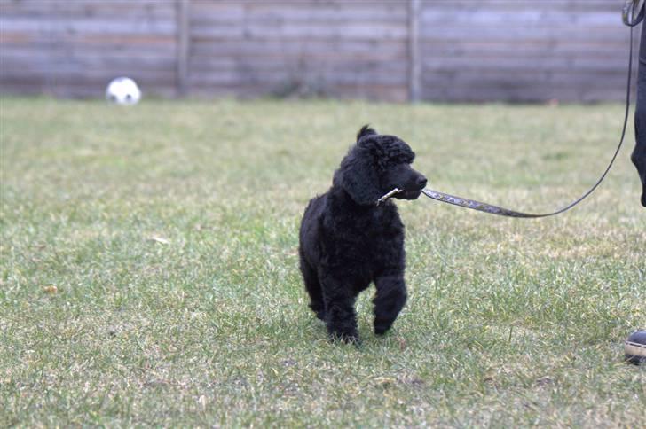 Storpuddel Kiwi - Første dag i haven - marts 2010 billede 9