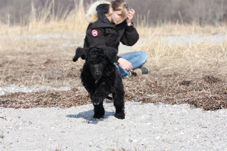 Storpuddel Kiwi - Marts 2010 - strandtur billede 10