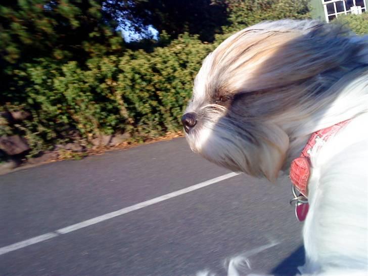 Shih tzu Kimmi - elsker vind i hoved billede 17