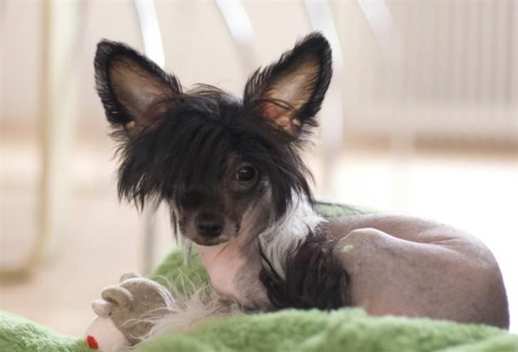 Chinese crested hårløs Jinx (Jinxie) *RIP* billede 20