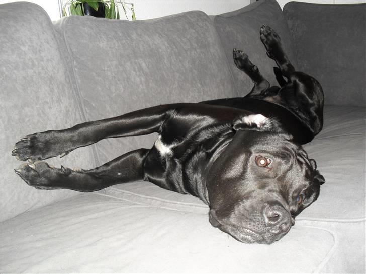 Blanding af racer Rocky billede 17