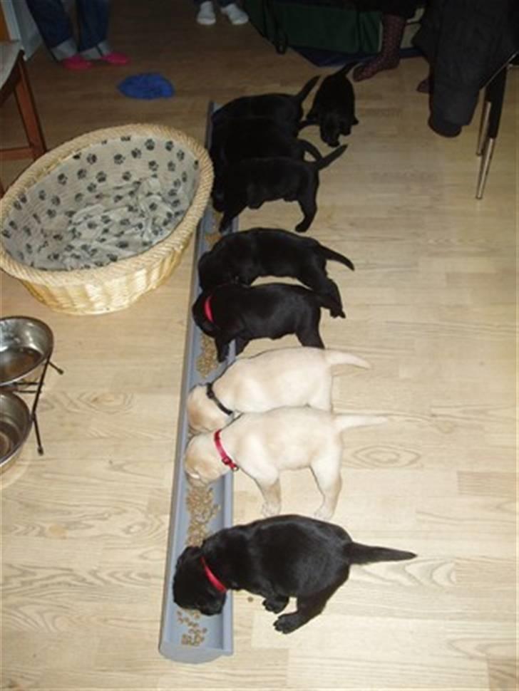 Labrador retriever Jack. R.I.P - Hvalpe jack er far til. billede 11