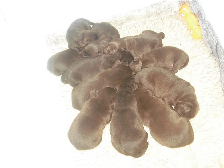 Labrador retriever Jack. R.I.P - Hvalpe jack er far til billede 12