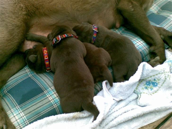 Labrador retriever Jack. R.I.P - Hvalpe jack er far til. billede 13