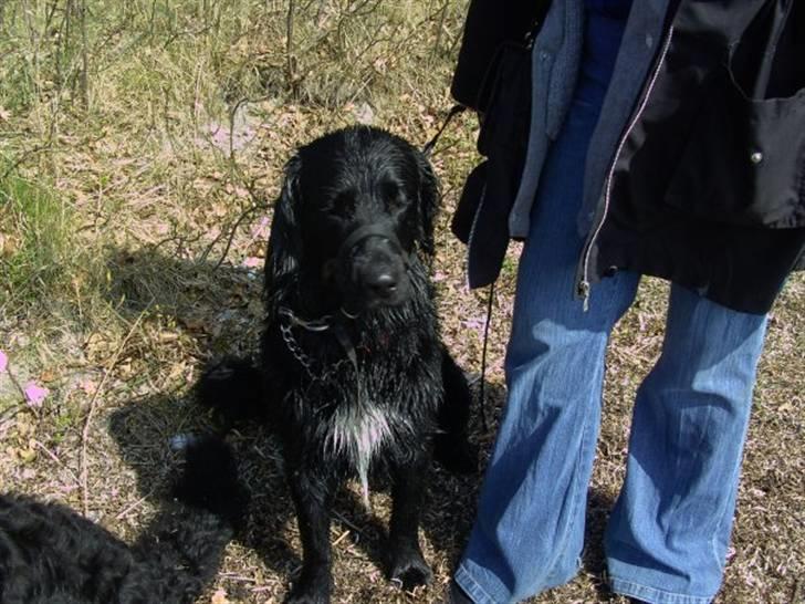 Blanding af racer Baloo (Død) billede 16