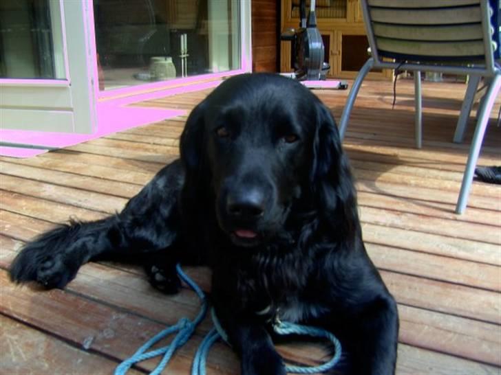 Blanding af racer Baloo (Død) billede 17