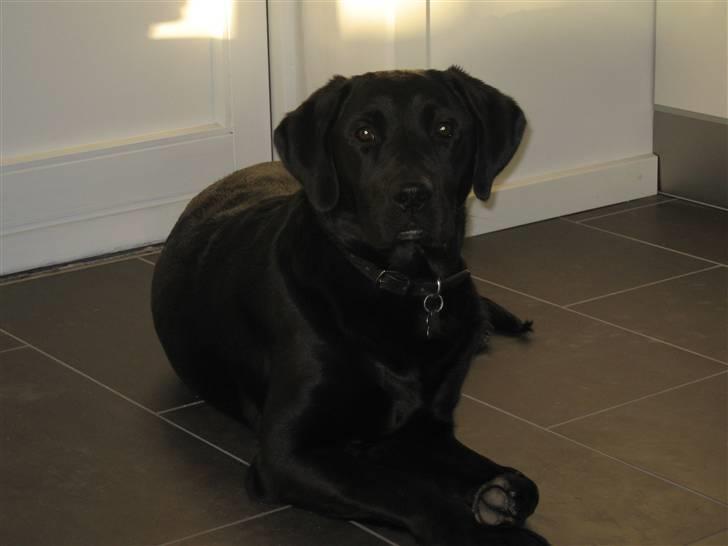 Blanding af racer Muffi - Skønne, skønne muffi. 10 mrd.  billede 8