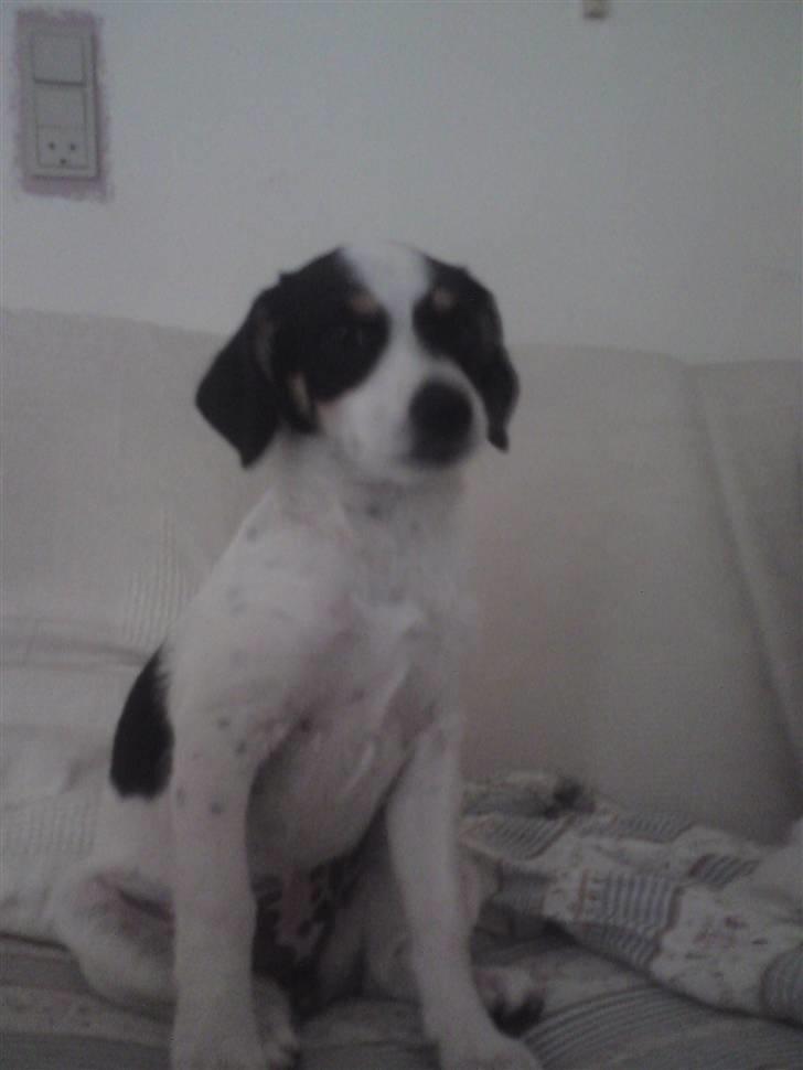 Blanding af racer *Lone* prinzezze!<3 billede 1