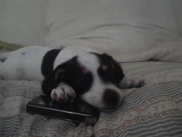 Blanding af racer *Lone* prinzezze!<3 - Lone & Miin mobil!<3 billede 2