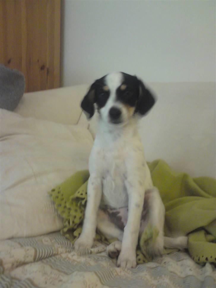 Blanding af racer *Lone* prinzezze!<3 billede 4