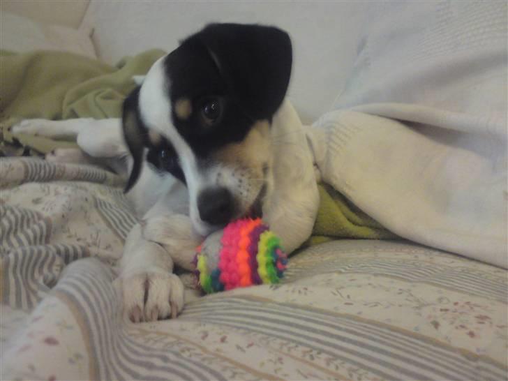 Blanding af racer *Lone* prinzezze!<3 billede 5