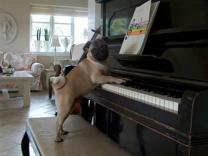 Mops Greenlands anton - Tjah!!!! Tror måske at mor har lidt for store musiske ambitioner for en lille mops hmmmmm!!!:) billede 1