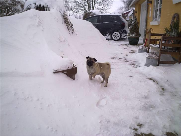 Mops Greenlands anton - EEELSKER sne:) billede 2