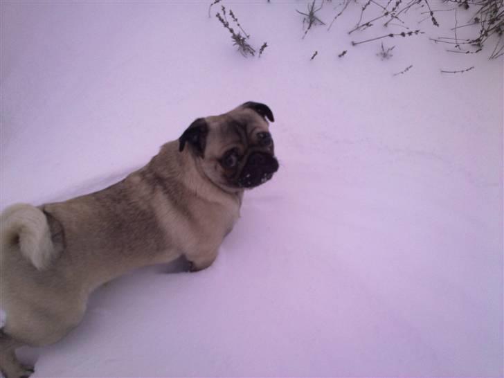 Mops Greenlands anton - UUUUHH!!! Det koldt men sjovt med alt et sne:) billede 3