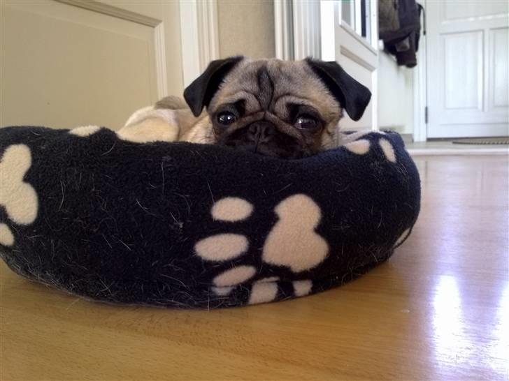 Mops Greenlands anton billede 4