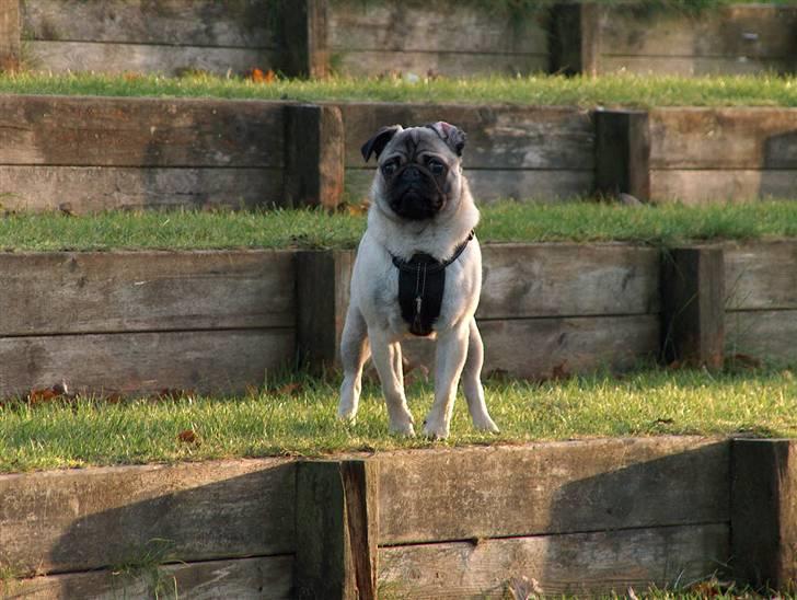 Mops Greenlands anton - HALLLLLLOOOOO!!!!! Se mig lige mor:) billede 5