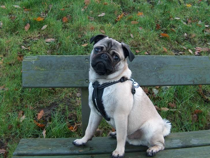 Mops Greenlands anton - ÅÅÅÅHAAAA!!!!!! Mor skal jeg absolut sidde model her på bænken når jeg hellere vil løbe rundt og sniffe efter andre hunde??? Ok du får lige ET MINUT:) billede 6