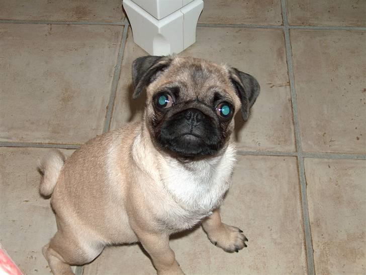 Mops Greenlands anton - Er jeg ik bare sød? mellem 8-10 uger gammel. billede 7