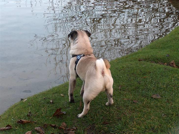 Mops Greenlands anton - AAAAALTSÅ, gider i ikke godt at komme herover og lege (ænder og svaner i søen) billede 8