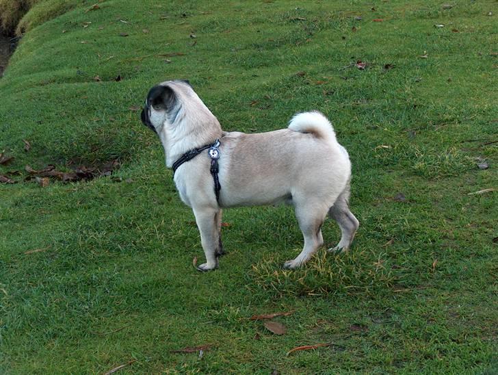 Mops Greenlands anton - Anton holder et vågent øje med ænderne i søparken, mon ikkeder kommer en tæt på så jeg kan Mysse den:) billede 9