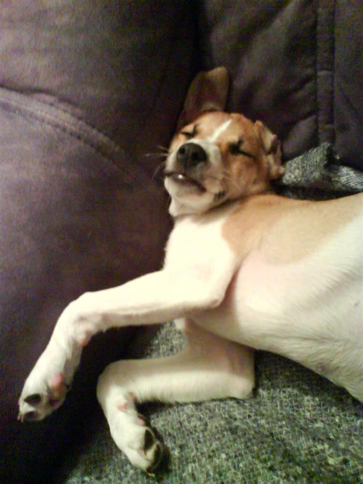 Dansk svensk gaardhund fnuggi (savnet) billede 1