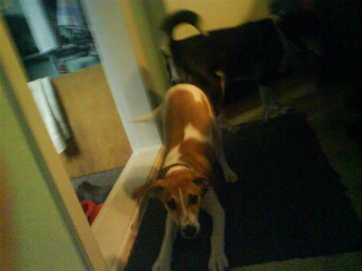 Dansk svensk gaardhund fnuggi (savnet) billede 2