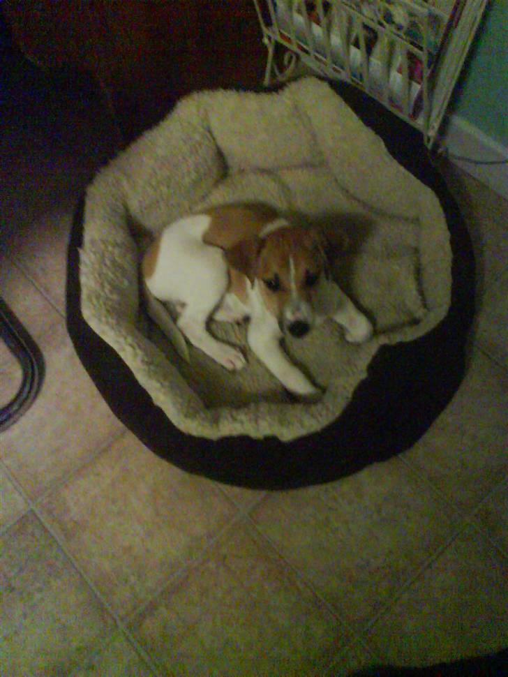 Dansk svensk gaardhund fnuggi (savnet) billede 3