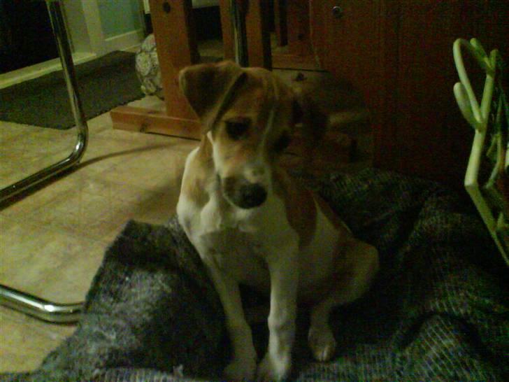 Dansk svensk gaardhund fnuggi (savnet) billede 4