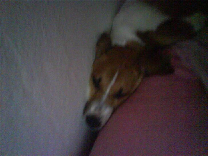 Dansk svensk gaardhund fnuggi (savnet) billede 5