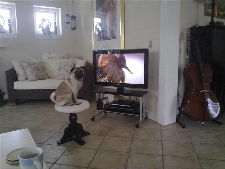 Mops Greenlands anton - IIIIIIIHHHHH ALTSÅ!!!!! Jeg vil ikke forstyrres når jeg ser animal planet mor:) billede 10