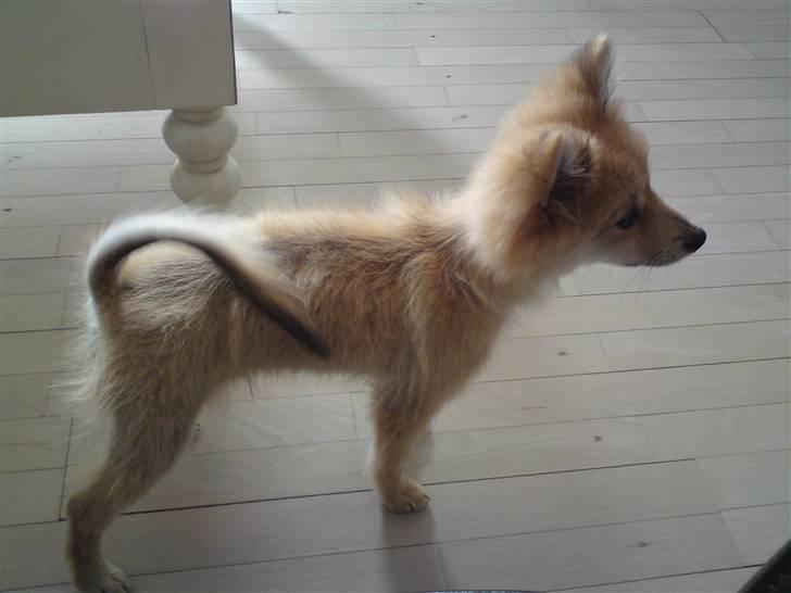 Blanding af racer gangster Tyson ;) billede 10