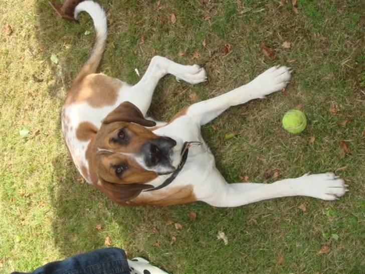 Blanding af racer willie - willie en varm sommer dag ude i haven og nyder det fine vejr billede 2