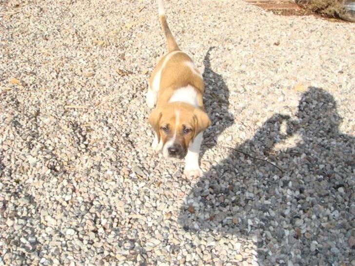 Blanding af racer willie - lille willie da han havede boet hos os i en uge  billede 3