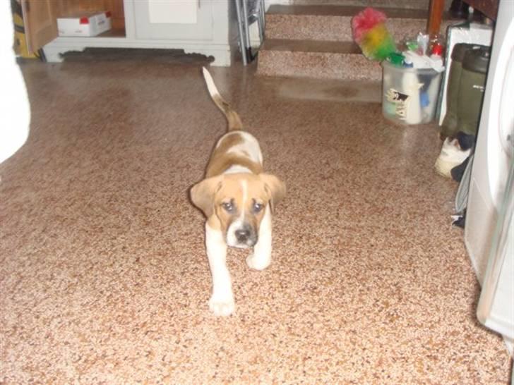 Blanding af racer willie - willie hvor er du her kommer jeg  billede 4