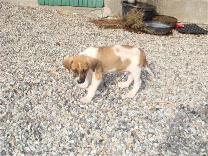 Blanding af racer willie - willie er lidt bange for case som står og gør af ham  billede 5