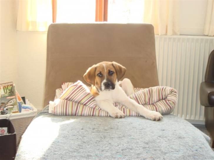 Blanding af racer willie - er jeg ikke bare søjde  billede 6