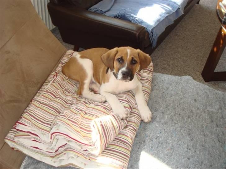 Blanding af racer willie - hvad laver du mor  billede 7