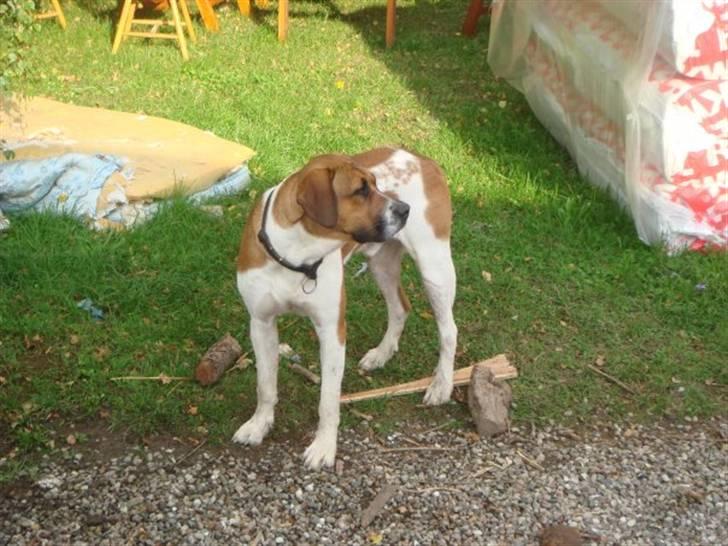 Blanding af racer willie - hov nu kommer der nogen  billede 9