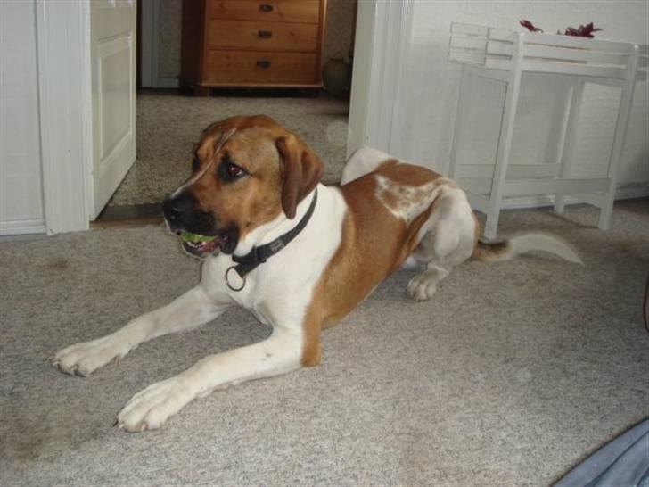 Blanding af racer willie - jeg vil ikke af med min bold  billede 10