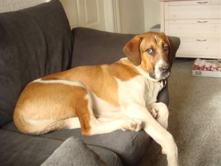 Blanding af racer willie - store willie ligger i sofaen som han ikke må  billede 11