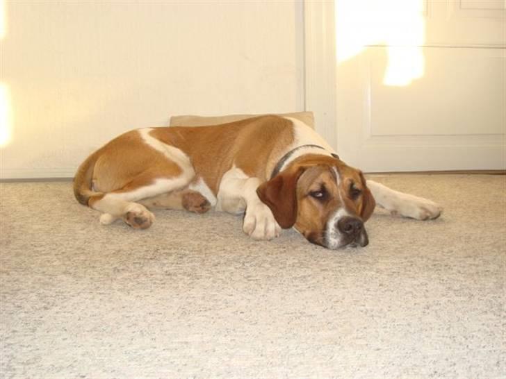 Blanding af racer willie - jeg er træt jeg har julpet med at flytte  billede 12