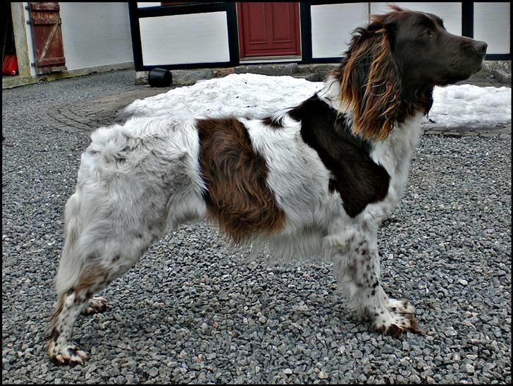 Kleiner münsterländer  | Balder - Stan... MÅ IKKE KOPIRES billede 16