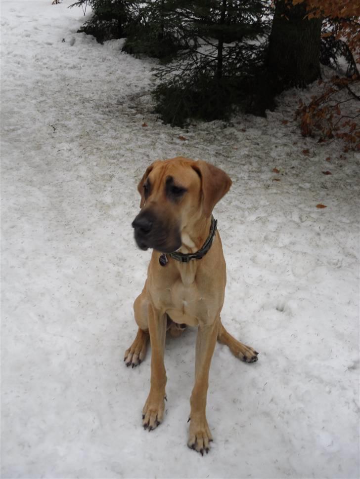 Grand danois Canto - Flot fyr i sneen :) billede 15