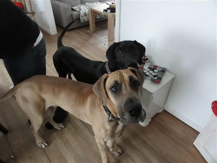 Grand danois Canto - Det forstår jeg altså bare slet ikk... billede 16