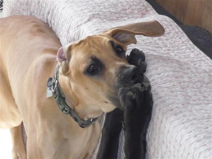 Grand danois Canto - Ihh jeg må heller aldrig sige noget... billede 17