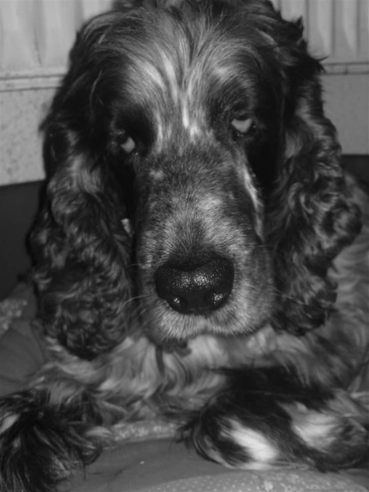 Cocker spaniel Rusty *DØD* - Rusty, når han har det godt :b´ billede 1